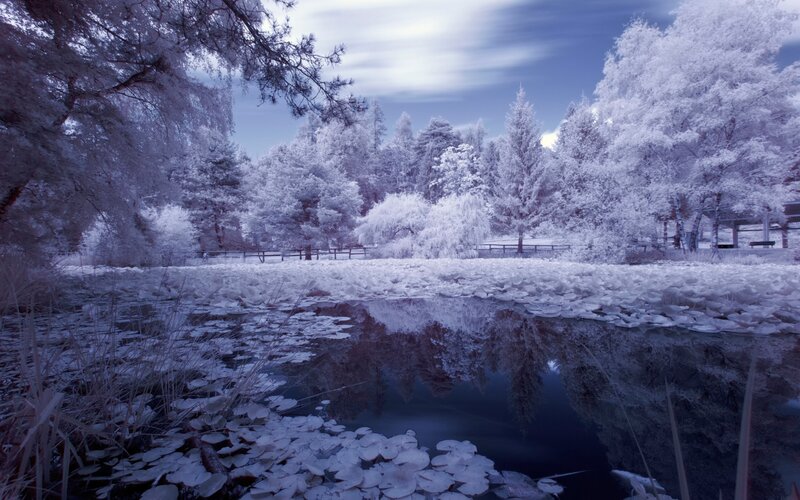 Infrared Pond with Lily Pads