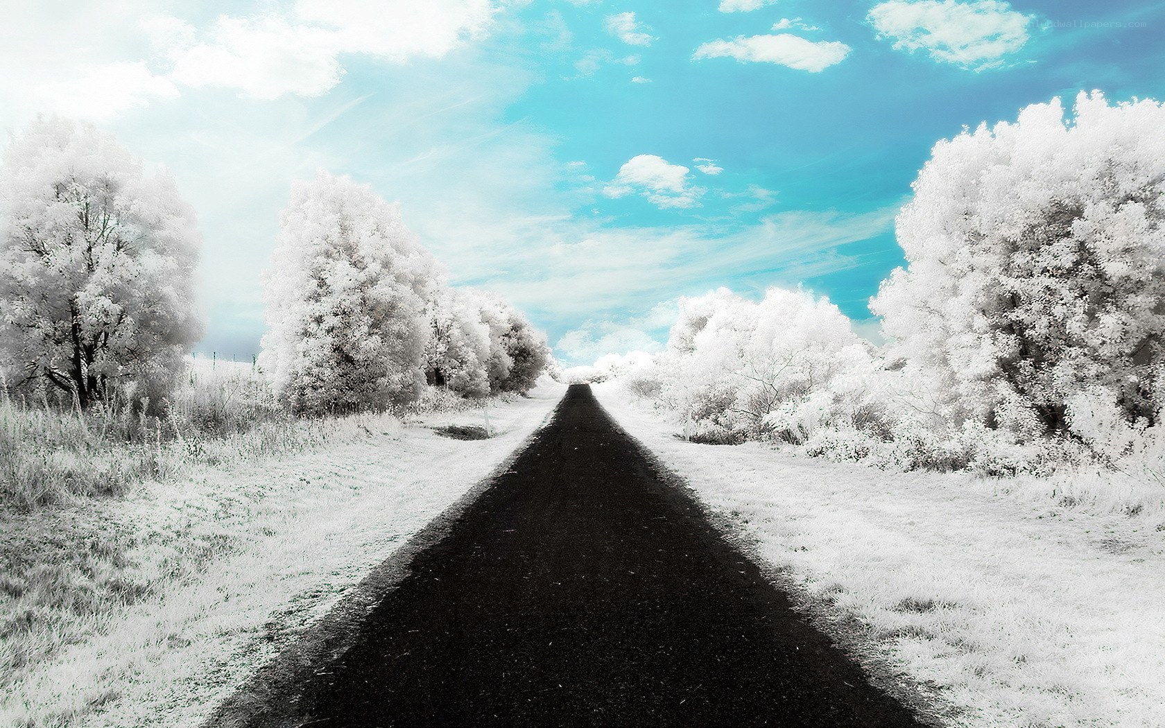 Infrared road through snowy trees