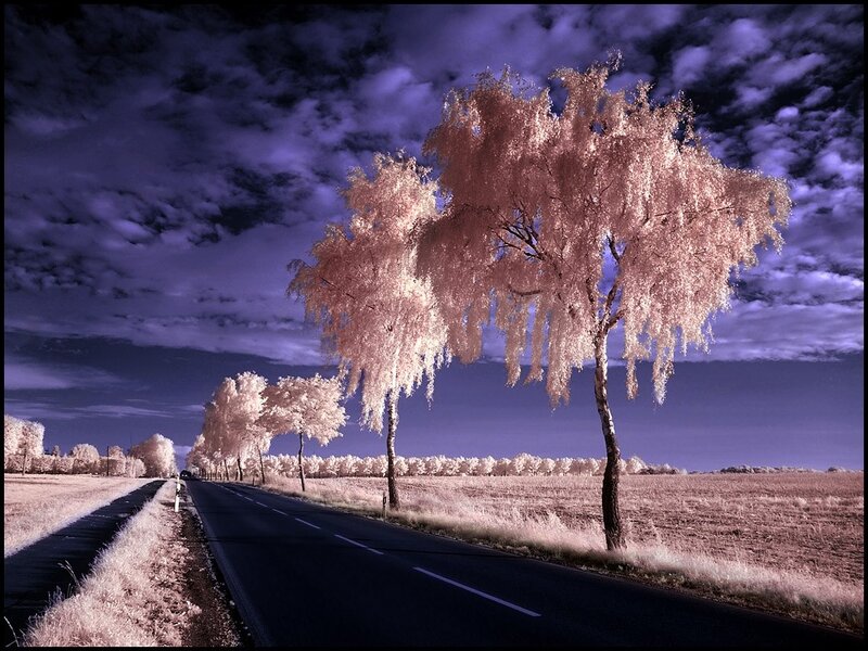 Infrared Road with Trees — Purple