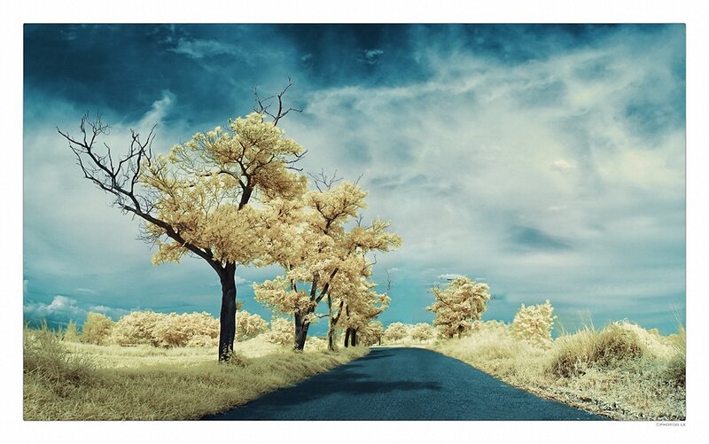 Infrared road with trees