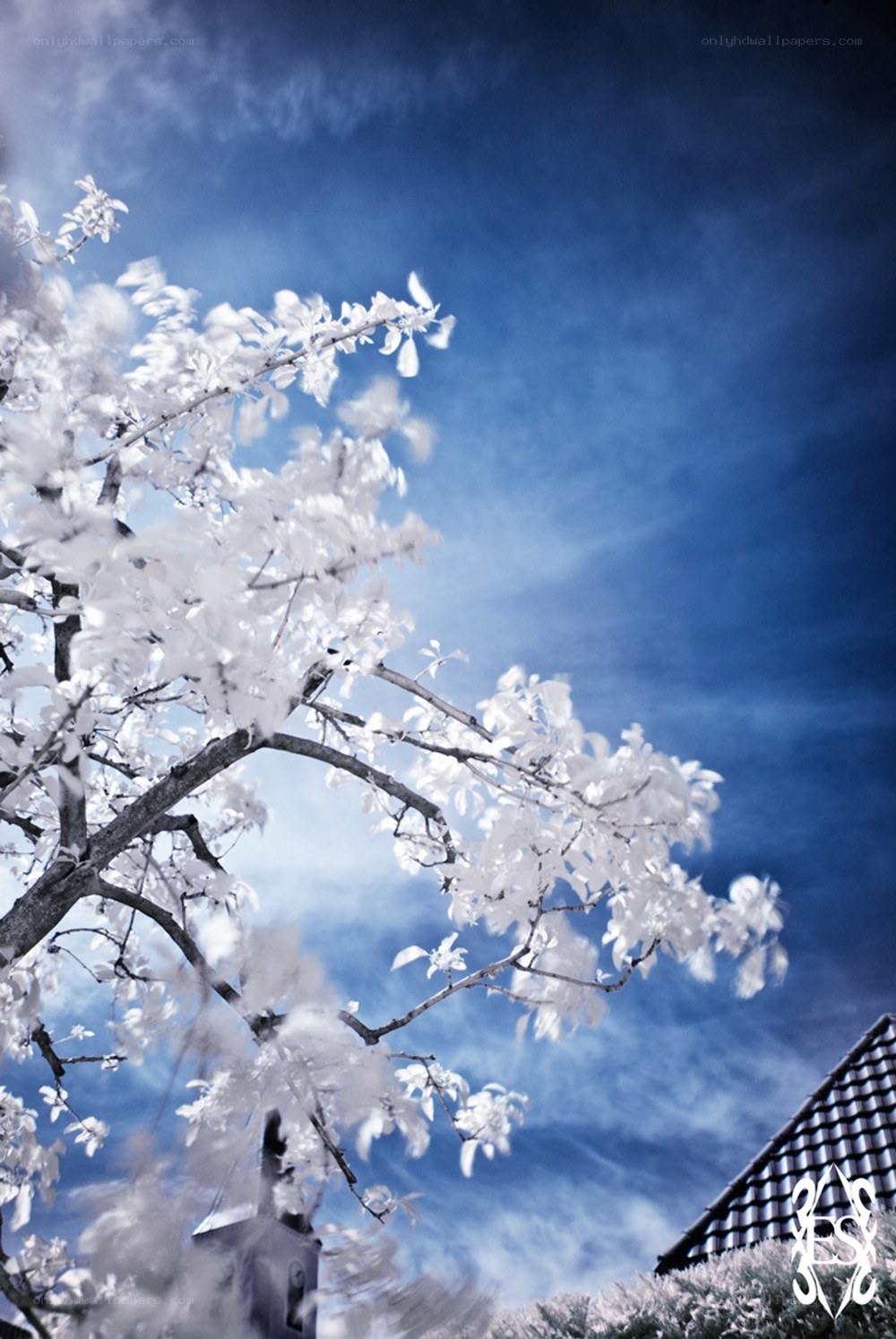 Infrared tree against blue sky