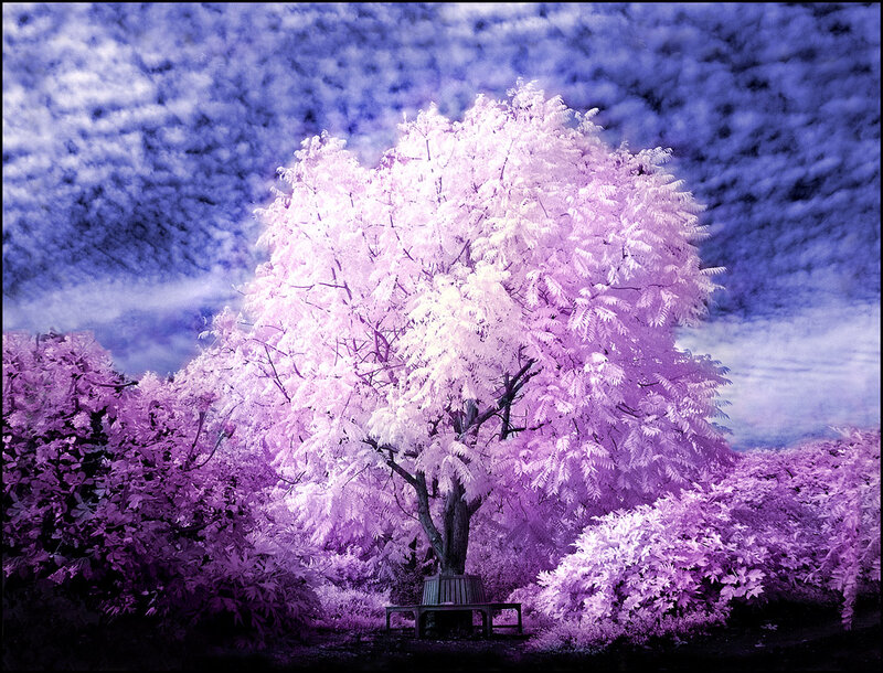 Infrared Tree and Bench