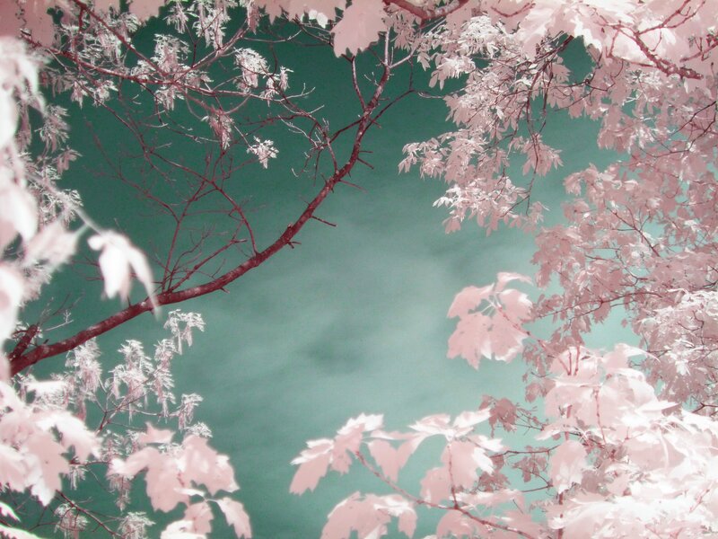 Infrared Tree Branches