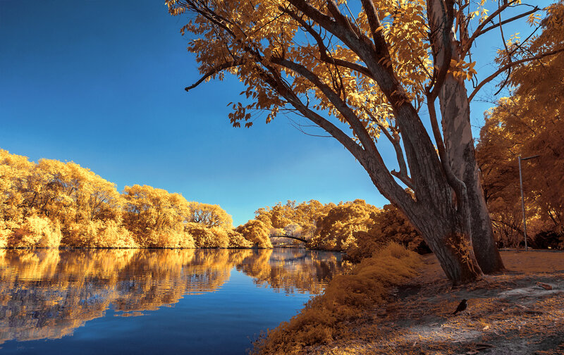 Infrared Tree by River — Blue