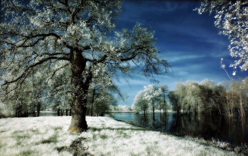 Infrared Tree by River