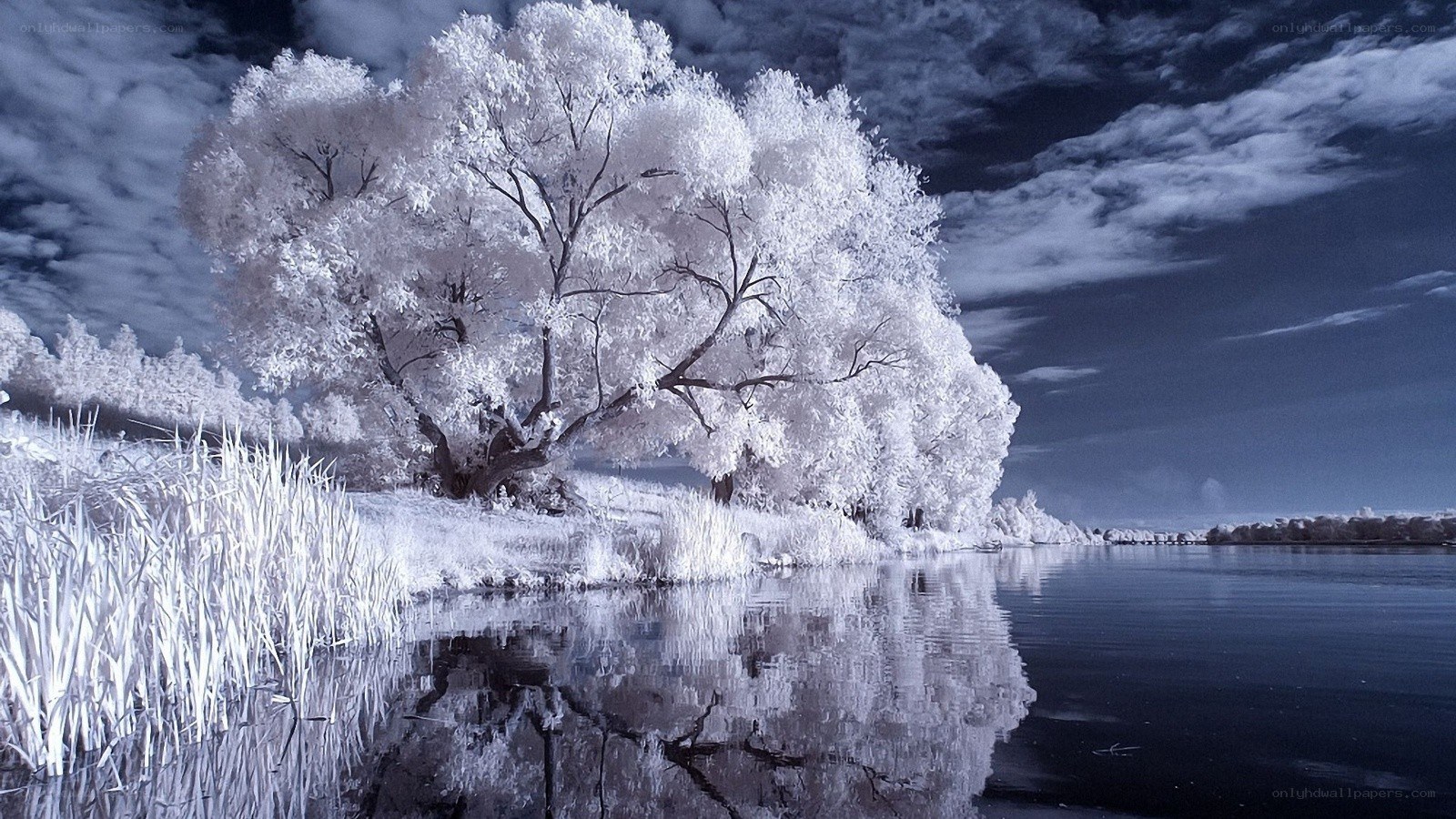 Infrared tree by the lake