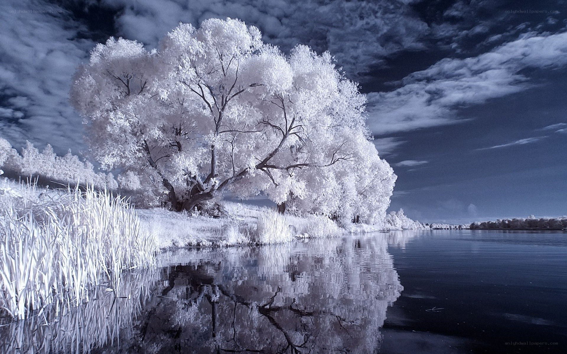 Infrared tree by the lake