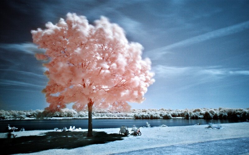 Infrared tree by the lake