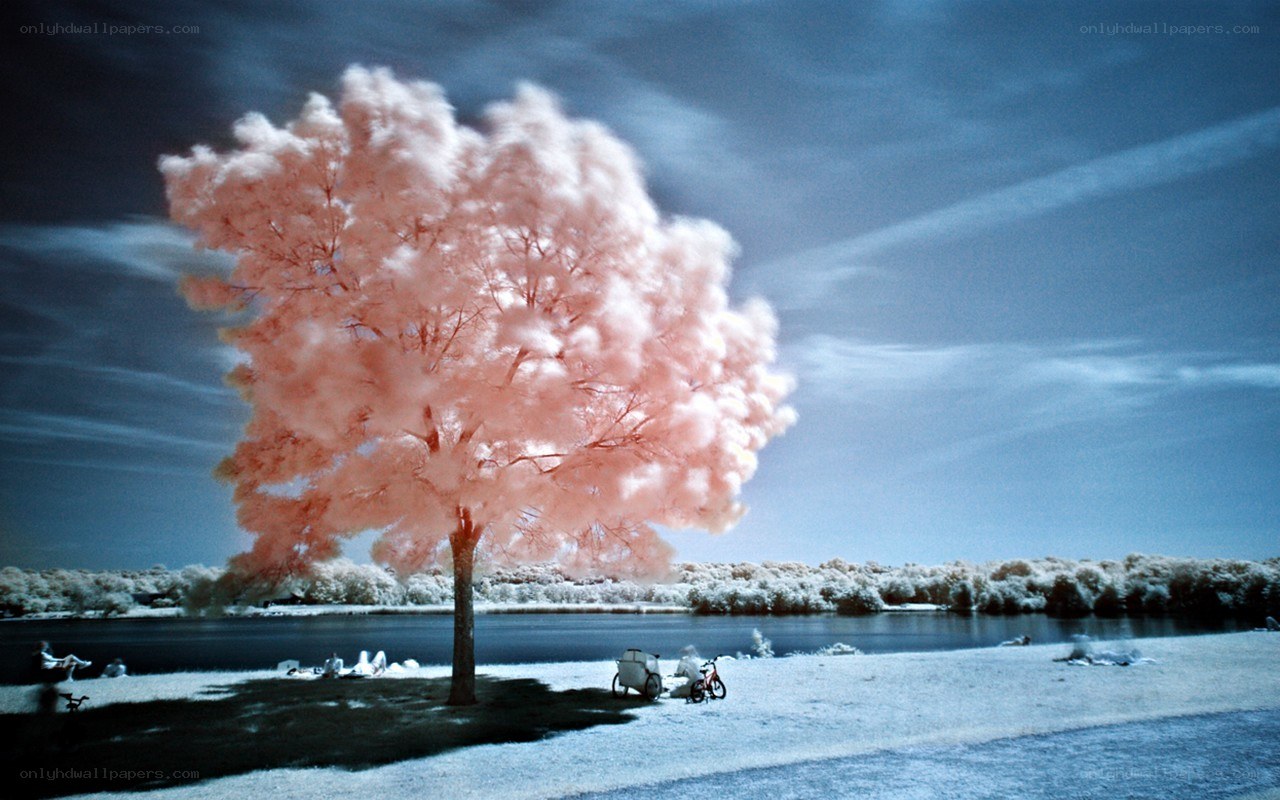 Infrared tree by the lake