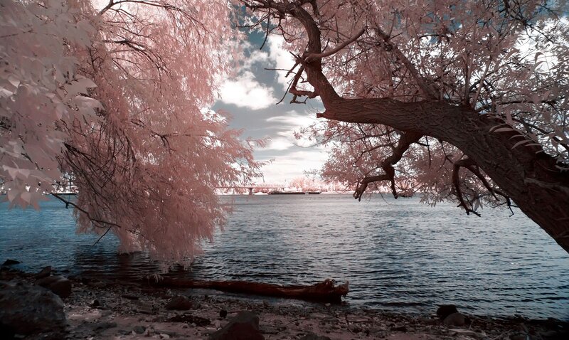 Infrared Tree by Water