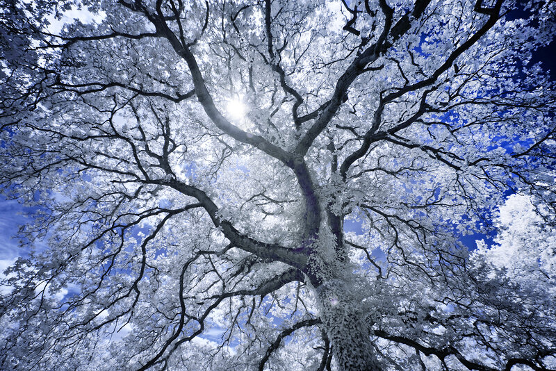 Infrared Tree Canopy