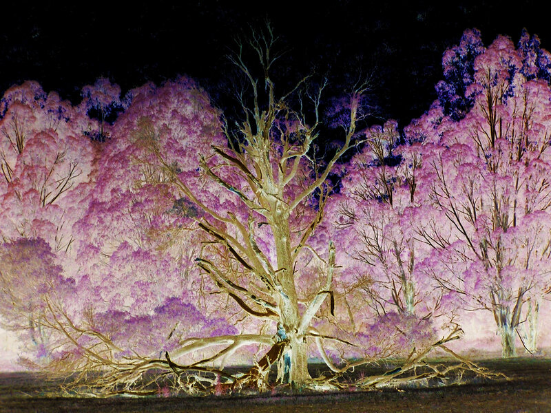 Infrared Tree Forest