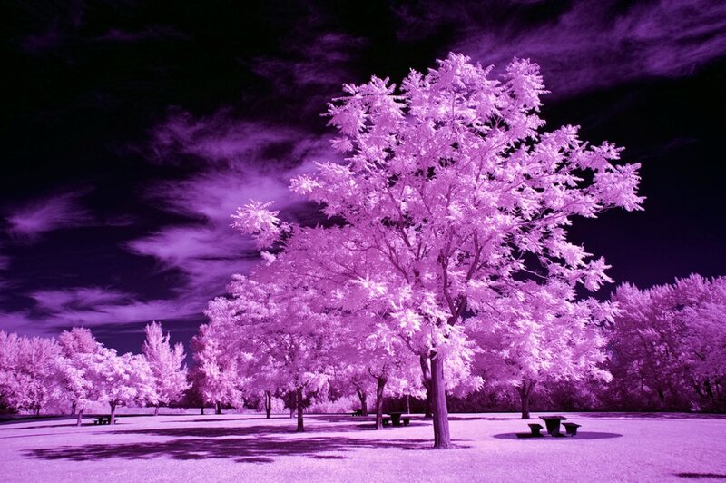 Infrared Tree in Park — Purple