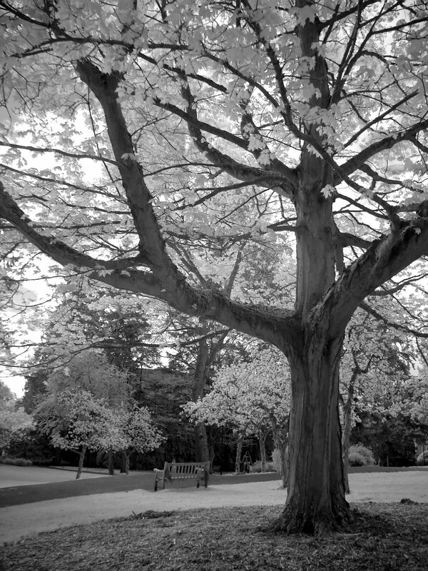 Infrared tree in park