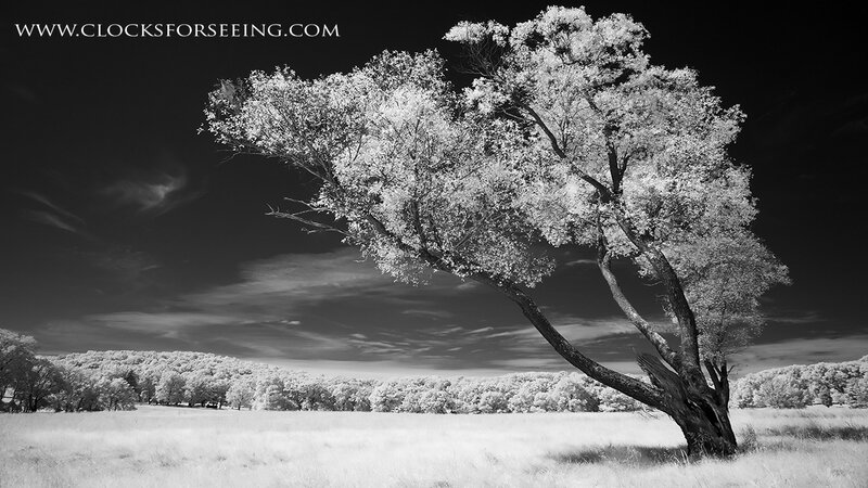 Infrared tree landscape