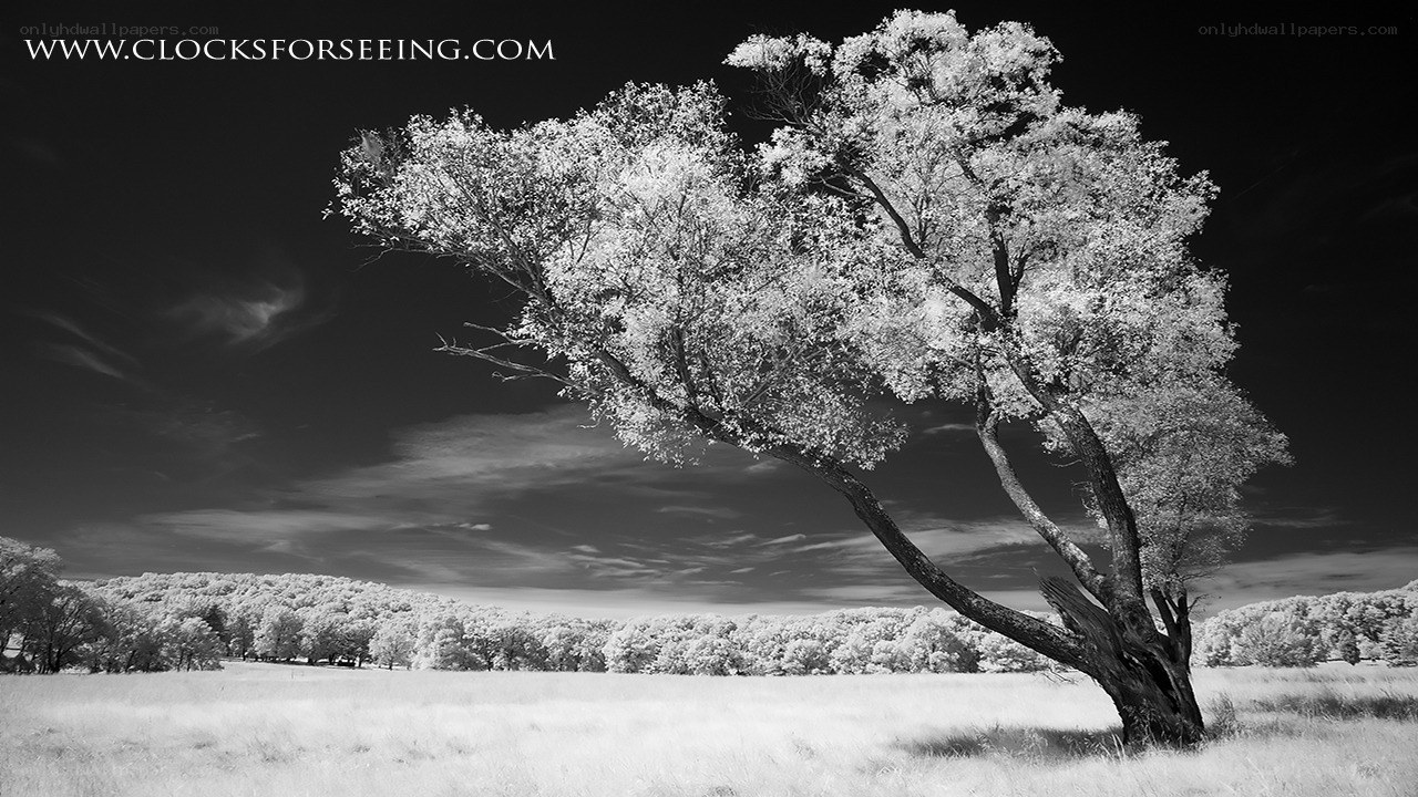 Infrared tree landscape