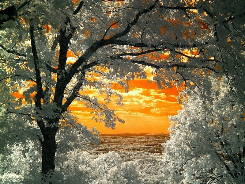 Infrared Tree Landscape — Orange