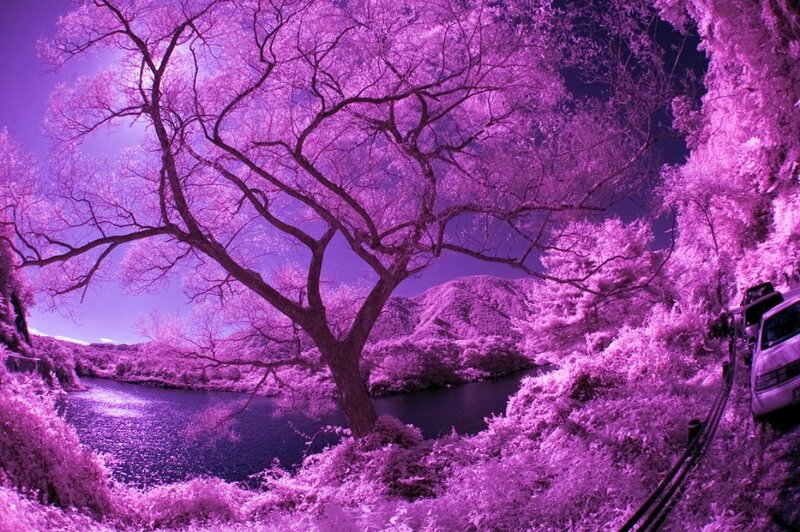 Infrared Tree Landscape — Purple