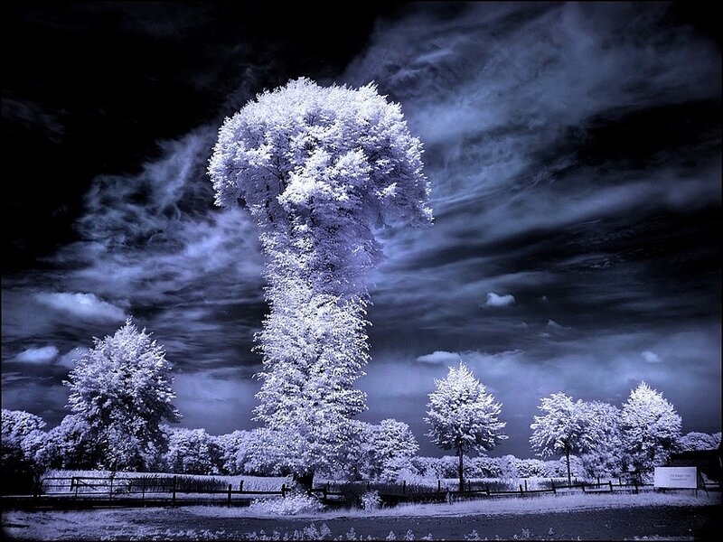 Infrared Tree Landscape — White, Dramatic, Night