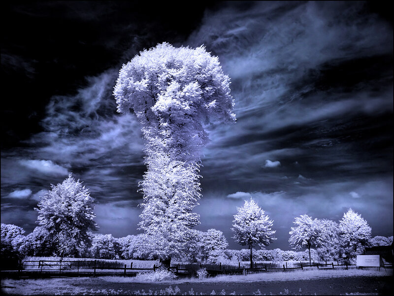 Infrared Tree Landscape — White, Dramatic, Photograph