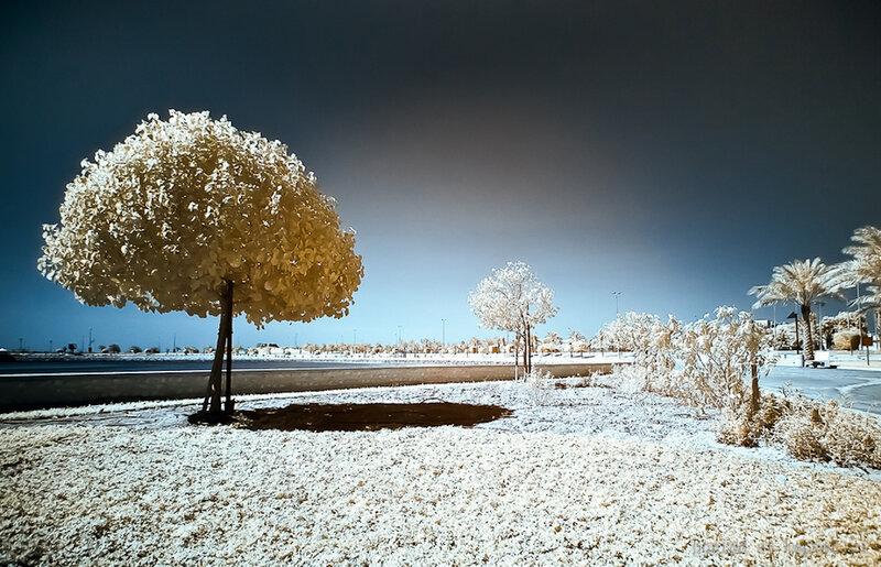 Infrared Tree Landscape — White, Dramatic