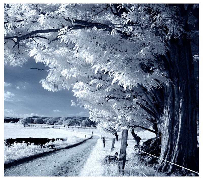 Infrared Tree Landscape — White, Serene