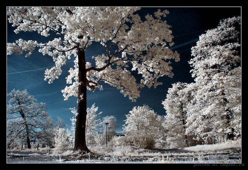 Infrared Tree Landscape — White