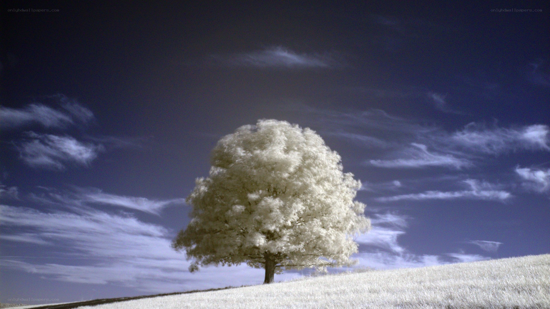 Infrared tree on a hill