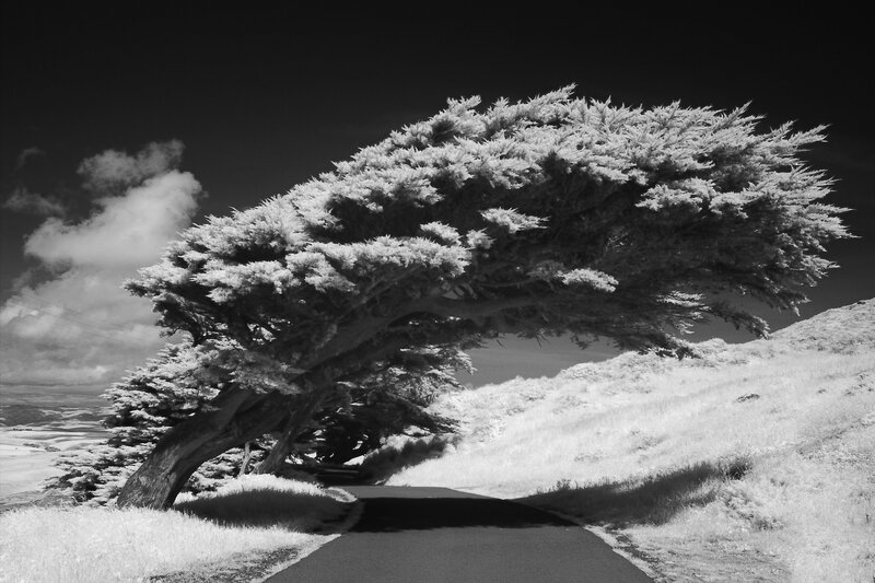 Infrared tree on a winding road