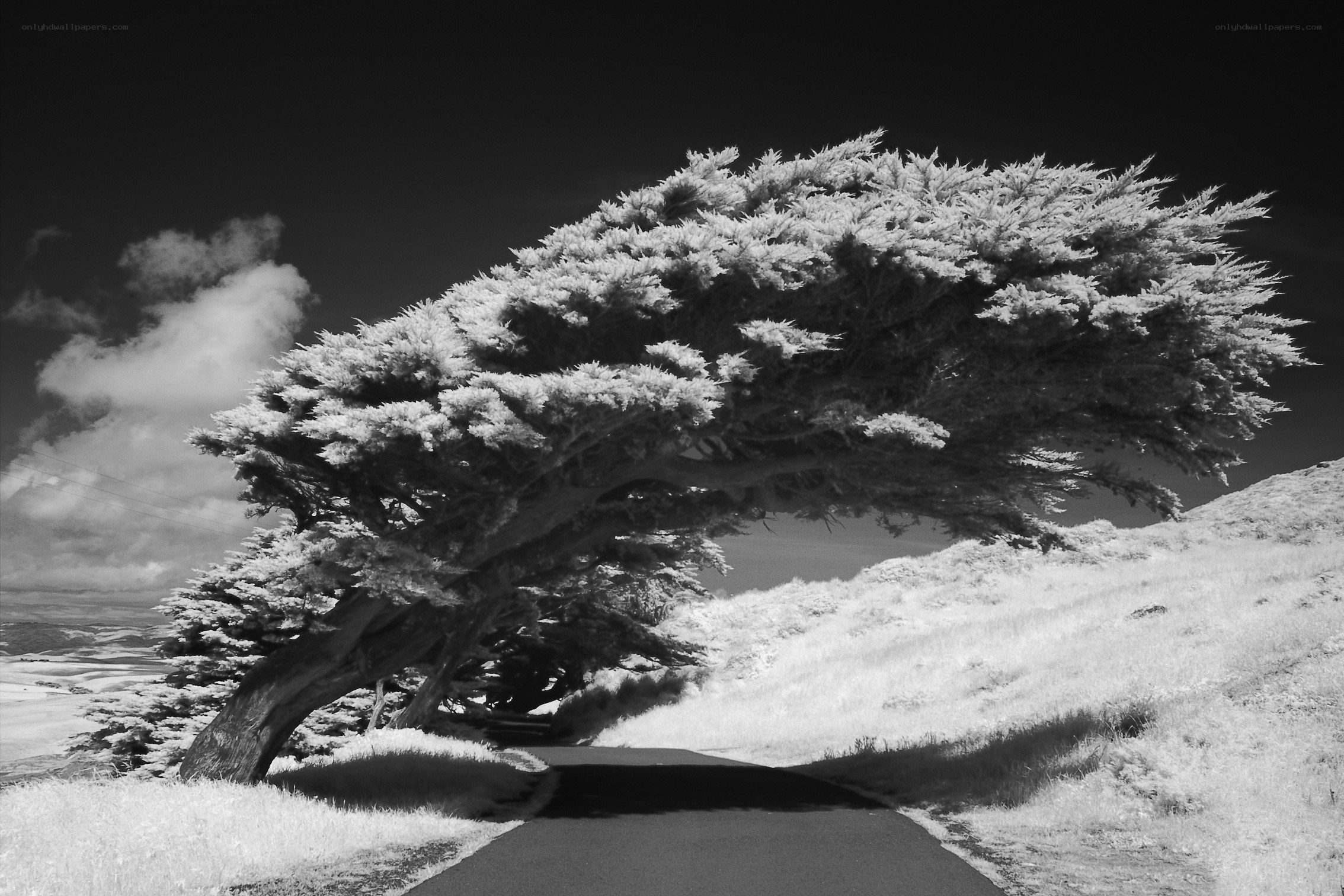 Infrared tree on a winding road
