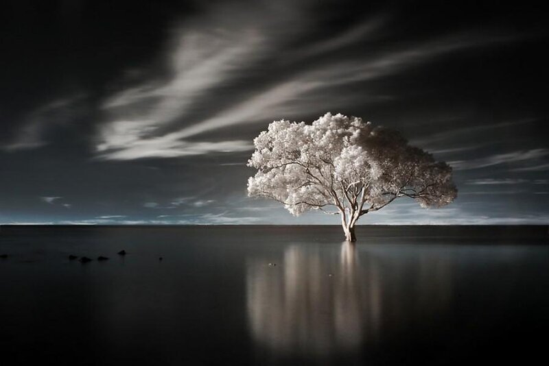 Infrared tree on water