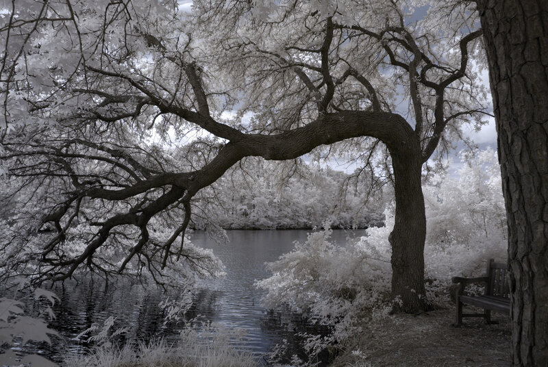 Infrared tree over lake