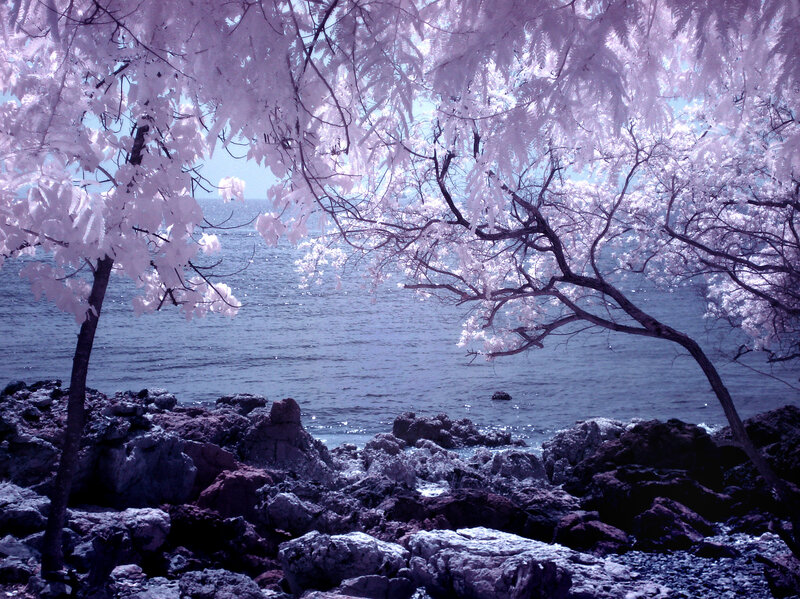 Infrared Tree over Water