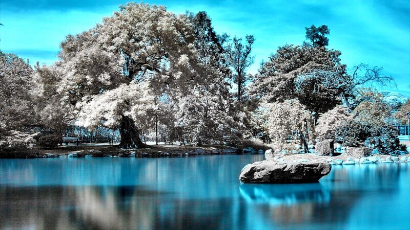 Infrared Tree Reflection — Blue, Serene
