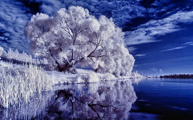 Infrared Tree Reflection — Blue