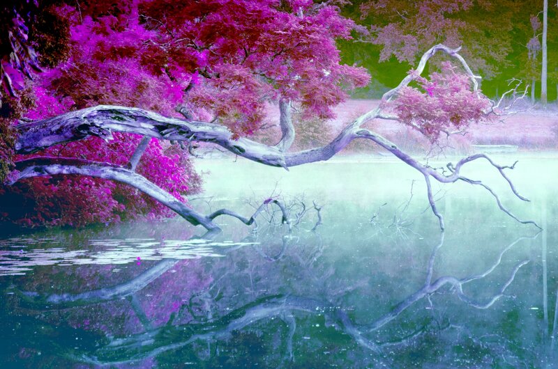 Infrared Tree Reflection — Purple