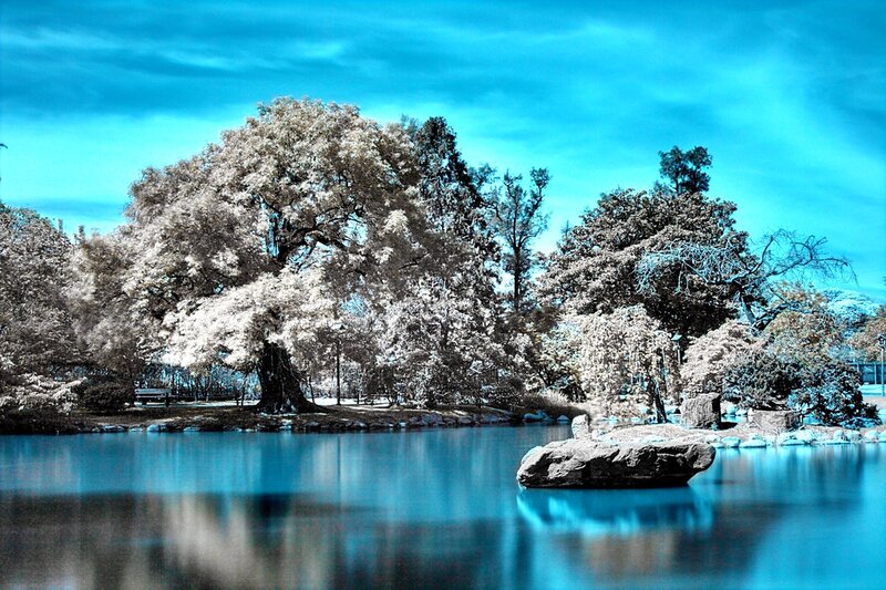 Infrared Tree Reflection