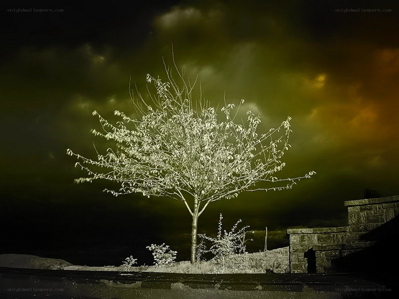 Infrared tree under stormy sky