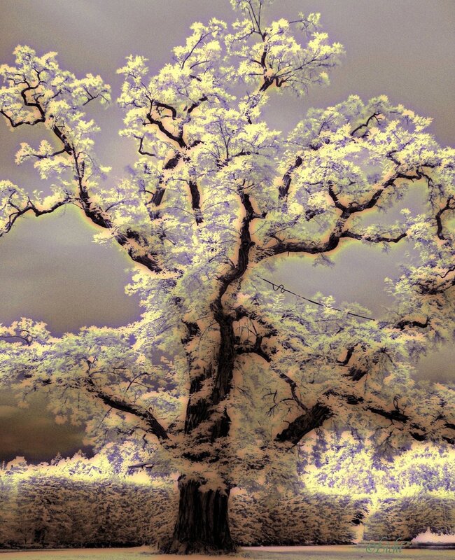 Infrared tree with glowing leaves