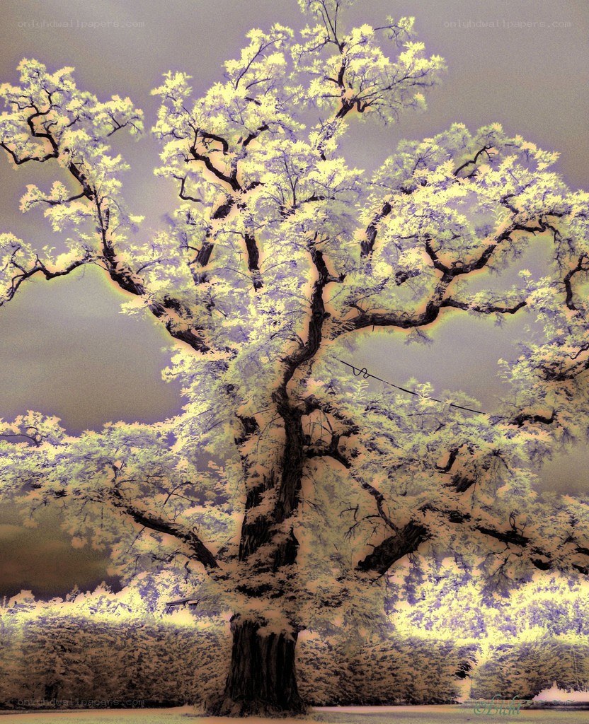 Infrared tree with glowing leaves