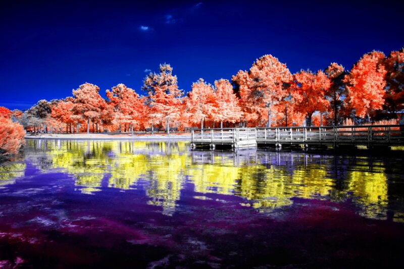 Infrared Trees and Lake