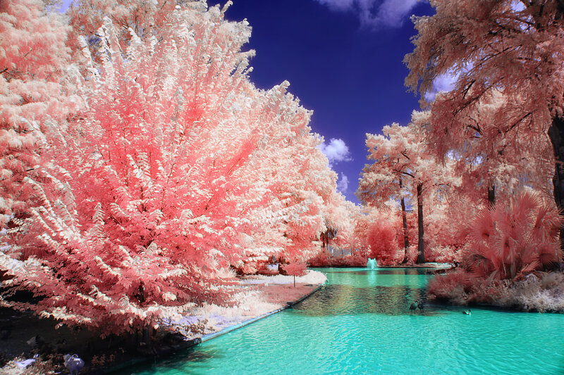 Infrared Trees and Pond