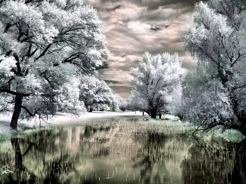 Infrared Trees and Pond — White