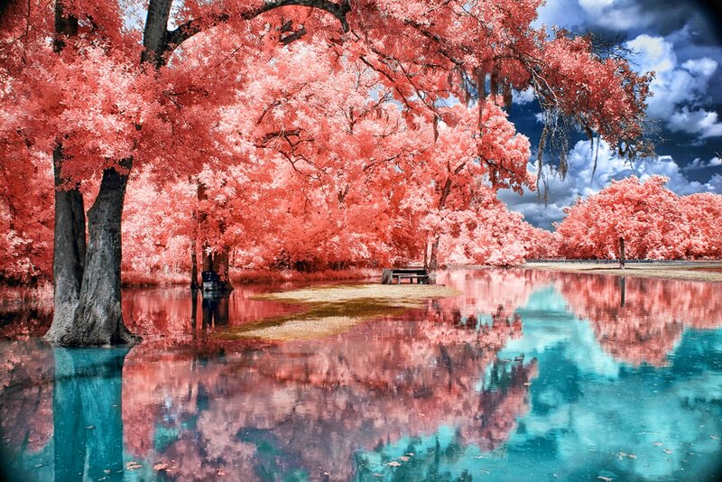 Infrared Trees by Lake — Pink
