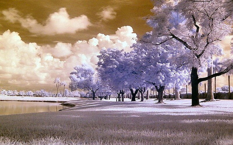 Infrared Trees by Lake