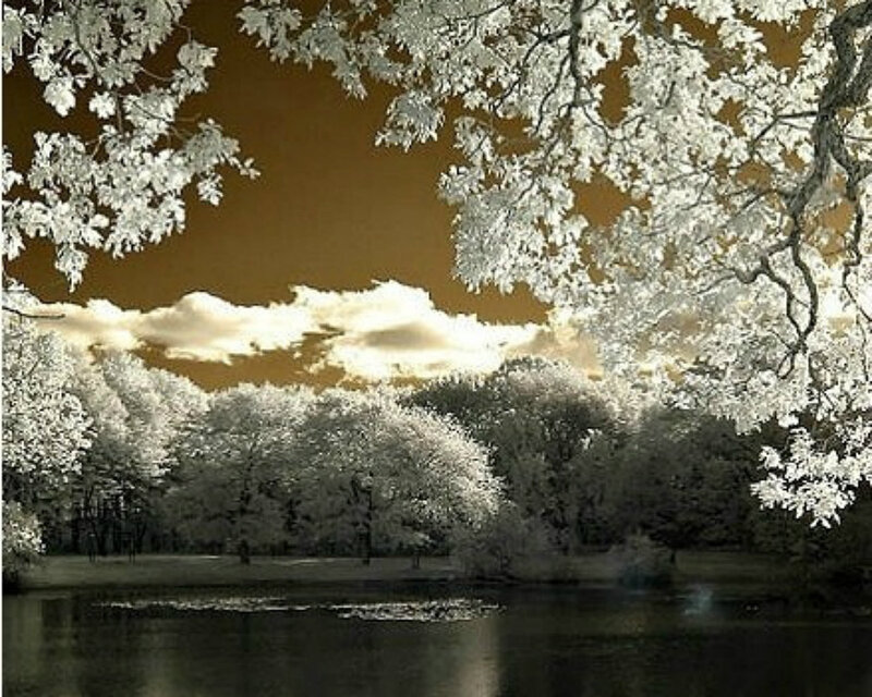 Infrared Trees by Lake — White