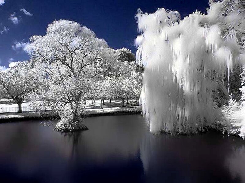 Infrared Trees by Pond