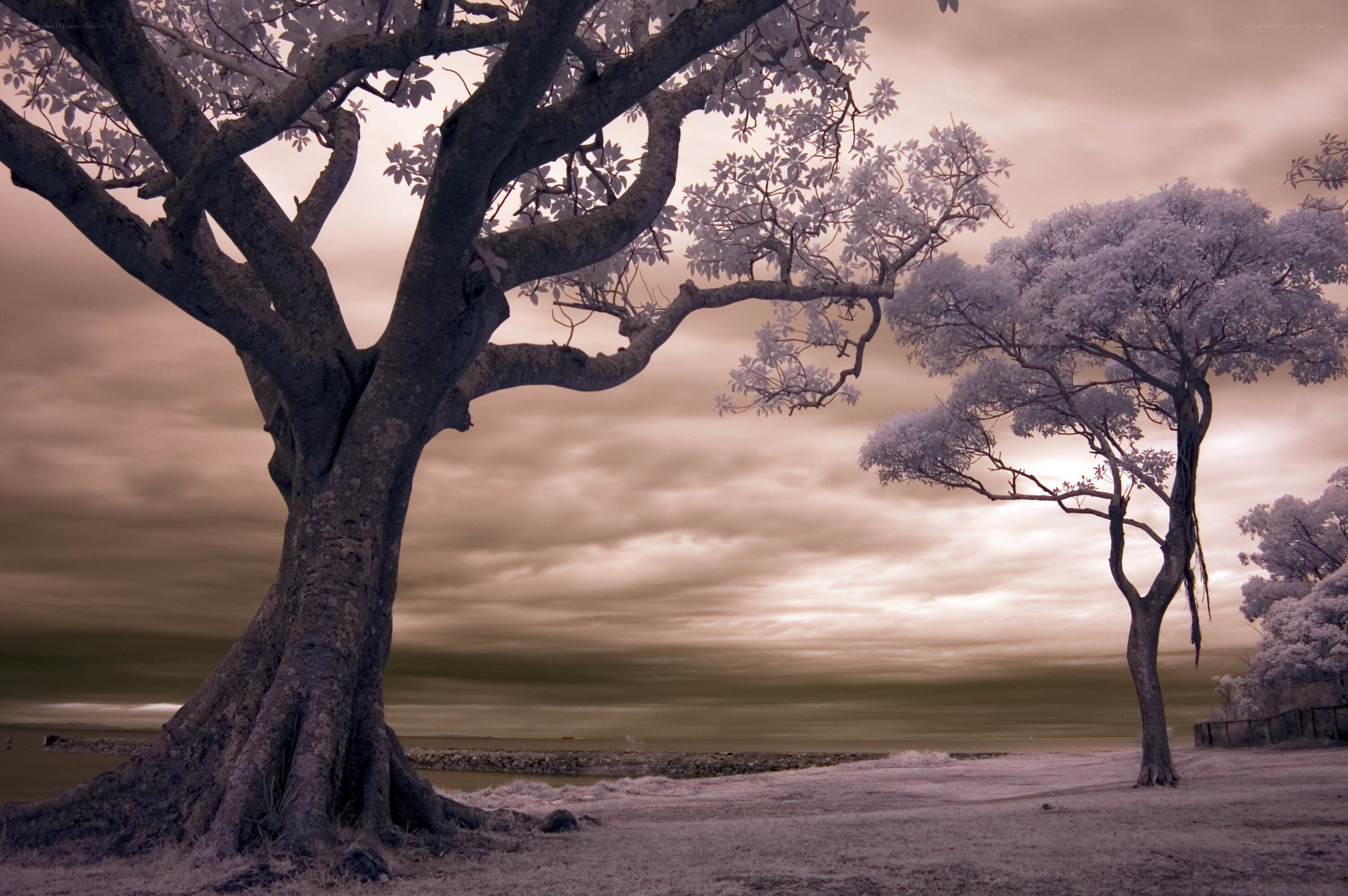 Infrared trees by the shore