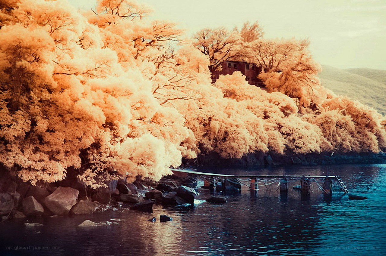 Infrared trees by the water