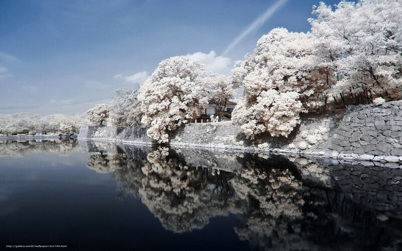 Infrared Trees by Water
